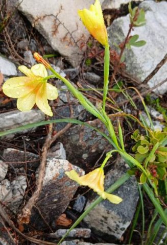 Moraea ochroleuca outside view of the flowers